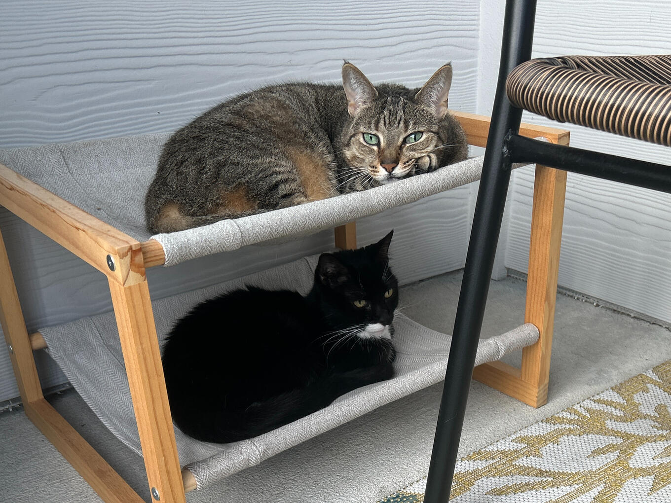 Bella & Linkin