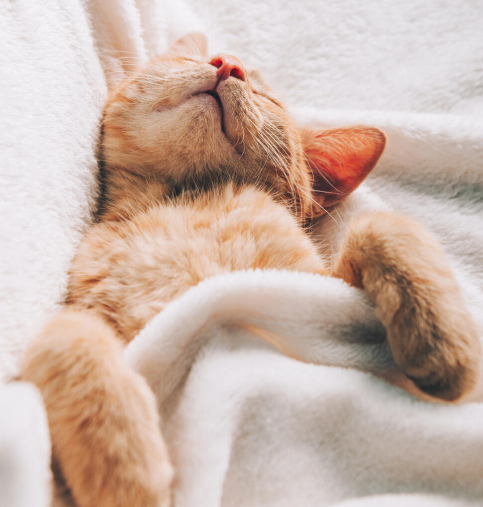 Overnight Cat Sitting